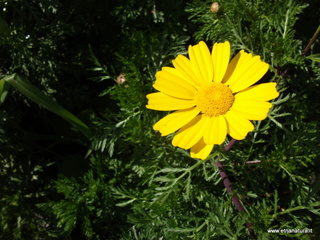 Salinelle del Simeto